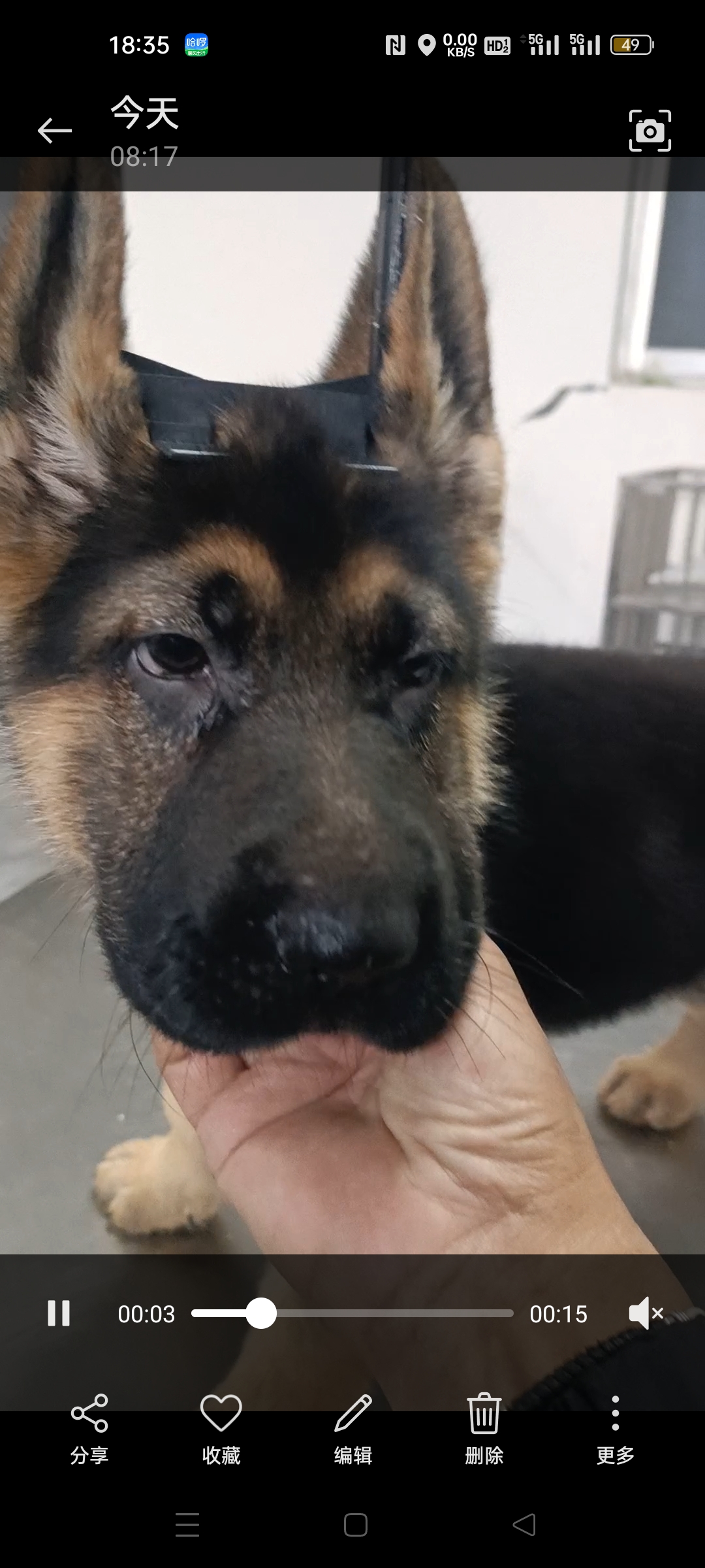 德国牧羊犬